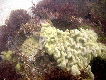 eternal reefs