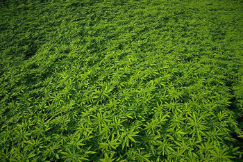 hemp