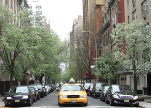 Million Trees NYC