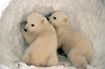 polar bear
