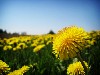 dandelion