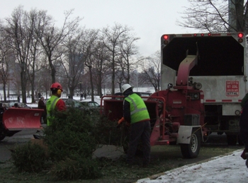 tree recycle